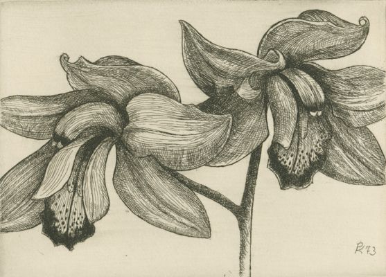 Paul Käberer: Orchideen