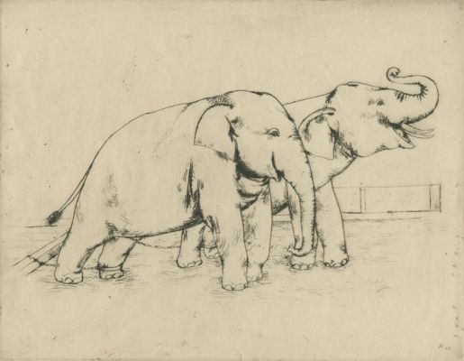 Paul Käberer: Elefanten 
